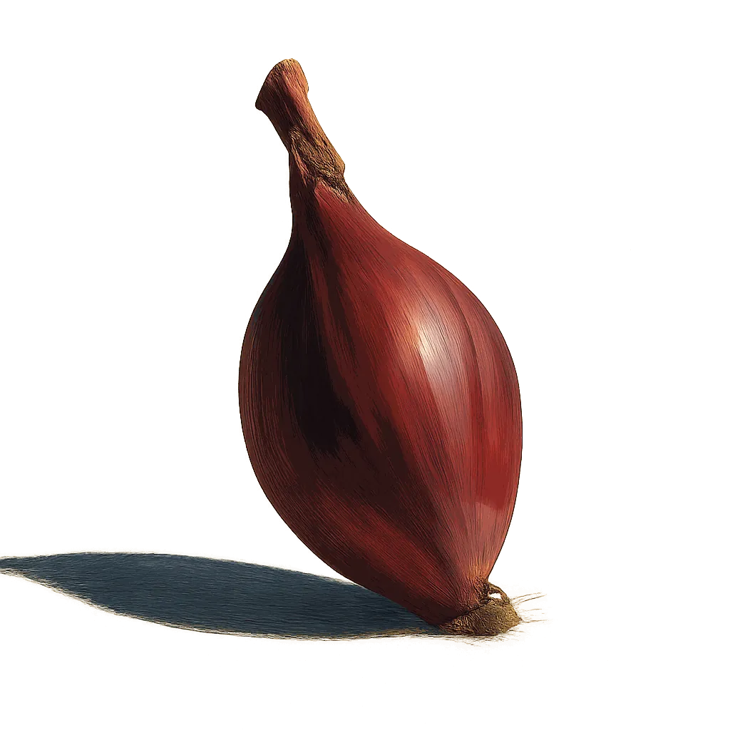 Tropea onion